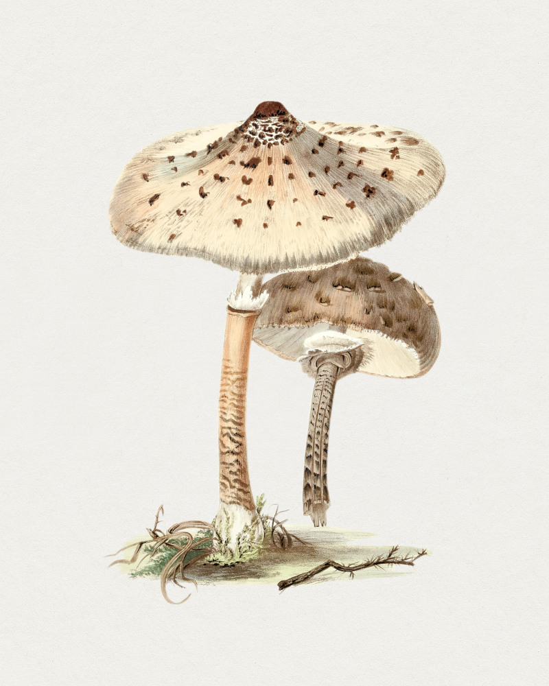 Hand Drawn Parasol Mushroom